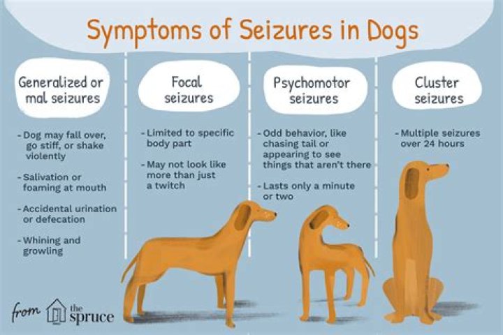 Uncover The Secrets Of Focal Seizures In Dogs: A Video Exploration