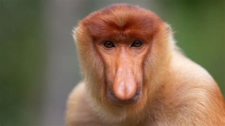 Unveiling The Enigmatic "World's Ugliest Monkey": Discoveries And Insights