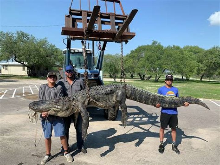 Who Won The 350 Alligator Tags In Louisiana 2023